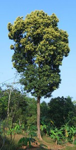 180px-Mango_tree_Kerala_in_full_bloom-1