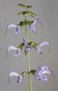220px-Salviamiltiorrhiza-1