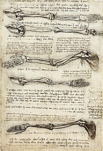 220px-Studies_of_the_Arm_showing_the_Movements_made_by_the_Biceps