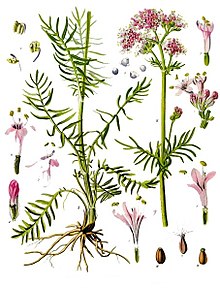 220px-Valeriana_officinalis_-_Köhler–s_Medizinal-Pflanzen-143