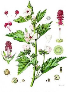 290px-Althaea_officinalis_-_Köhler–s_Medizinal-Pflanzen-008