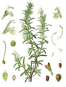 290px-Rosmarinus_officinalis_-_Köhler–s_Medizinal-Pflanzen-258
