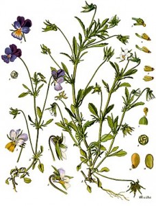 290px-Viola_tricolor_-_Köhler–s_Medizinal-Pflanzen-280