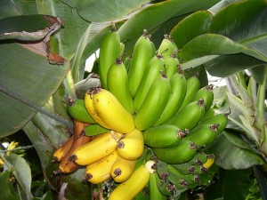 800px-Bananas_in_Iceland-1