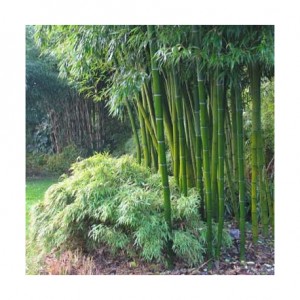graines-de-bambusa-arundinacea