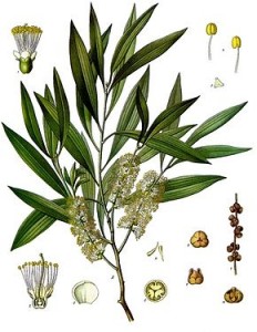 290px-Melaleuca_leucadendra_-_Köhler–s_Medizinal-Pflanzen-092