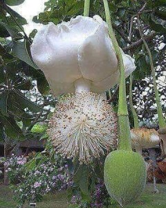 Fleur de Baobab Brésil