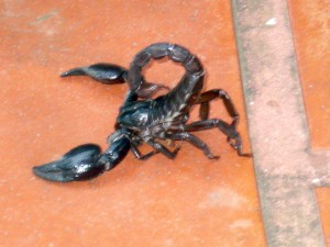 Scorpion b