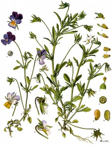 1200px-Viola_tricolor_-_Köhler–s_Medizinal-Pflanzen-280