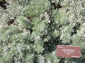 290px-Artemisia_schmidtiana