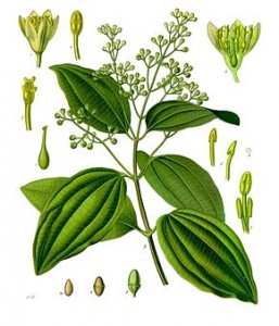 290px-Cinnamomum_verum_-_Köhler–s_Medizinal-Pflanzen-182