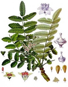 290px-Boswellia_sacra_-_Köhler–s_Medizinal-Pflanzen-022