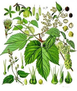 290px-Humulus_lupulus_-_Köhler–s_Medizinal-Pflanzen-072