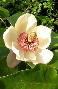 290px-Magnolia_wieseneri