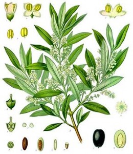 290px-Olea_europaea_-_Köhler–s_Medizinal-Pflanzen-229