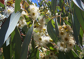 290px-Eucalyptus_flowers2