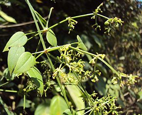 290px-Rubia_cordifolia