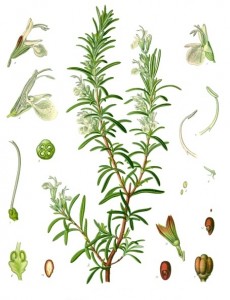 Rosmarinus_officinalis_-_Köhler–s_Medizinal-Pflanzen-258