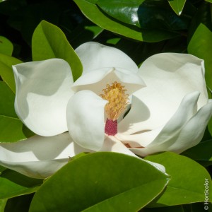 a076-a077_magnolia_grandiflora_pm071256