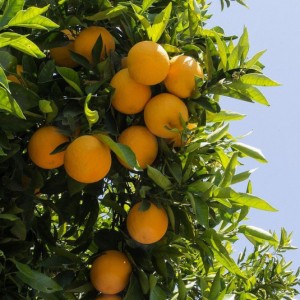 citrus-aurantium-oranger-bigaradier-orange-amere