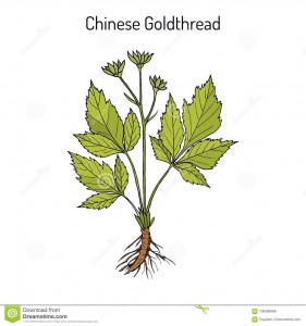 coptis-chinois-de-goldthread-chinensis-plante-médicinale-106396068