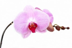 orchid-165218_1280