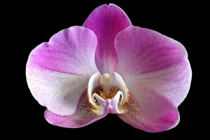 orchid-233425_1920