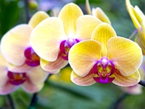 orchidee-phalaenopsis-31456928-istock