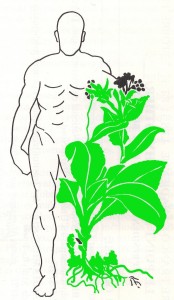 logo plante