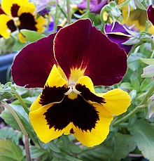 220px-Pansy_Flower