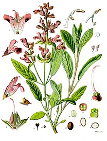 220px-Salvia_officinalis_-_Köhler–s_Medizinal-Pflanzen-126