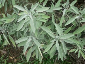 Salvia_officinalis-600x450
